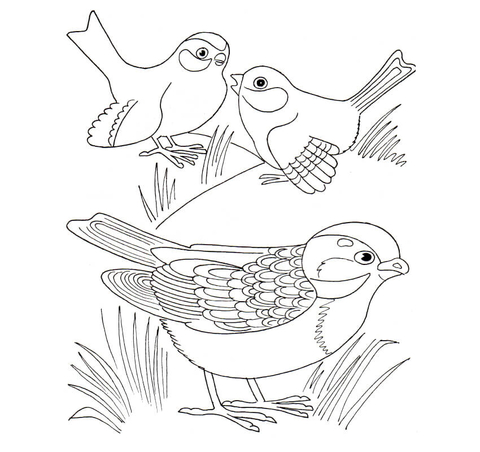 Three Sparrows Coloring Page